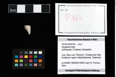 Foto (Objekt + Etikett) von Decapoda indet.  (NHMW-GEO-2014-0194-0164)